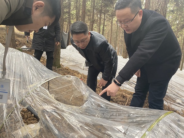 銅仁城交集團(tuán)黨委委員、副總經(jīng)理趙天勇一行赴石阡縣檢查羊肚菌基地種植情況